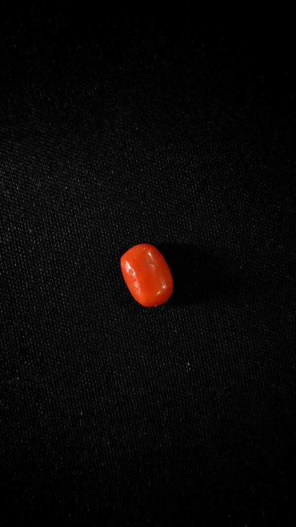Red coral (मूंगा)